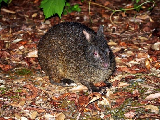【1日1組限定／名瀬市街・龍郷町・笠利町一部エリア送迎可能】奄美の夜の森アマミノクロウサギ探検ツアー by 奄美バギーアンドナイトウォッチングガイドサービス