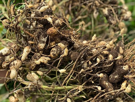 image_uematsu_shouten_735_480_002