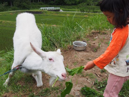 bf0bc28723452cd3f5cd3aa31acb3c43-1