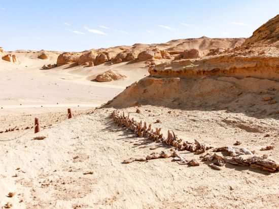 世界遺産クジラの谷とワディ・エル・ライアン自然保護区 日帰り観光ツアー　マジックレイク湖畔でピクニックランチ付き＜日本語／送迎付／カイロ発／専用車＞
