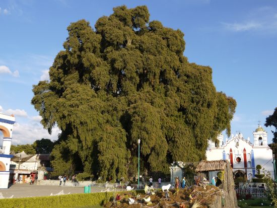 日本語ドライバー付プライベート車両チャーター＜半日または1日／貸切／チップ込／オアハカ発＞