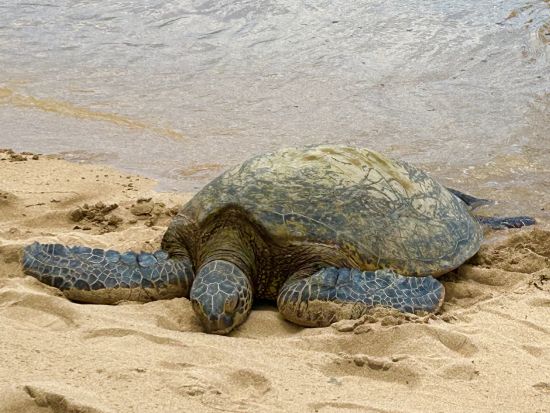 ノースショア（ハレイワ）観光　体験型レッスンで英会話を学びながらオアフ島の有名観光スポットをぐるっと周遊！＜1日／日本語ガイド＞