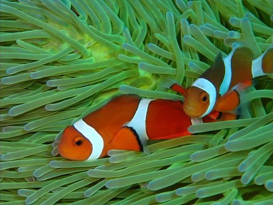 11000004946610_vbEKm8vY_4