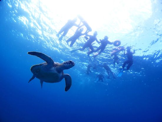 ウミガメシュノーケリング体験 高確率で遭遇！ウミガメと撮った写真は全て無料プレゼント♪忘れられない思い出を＜半日／送迎付／石垣島＞