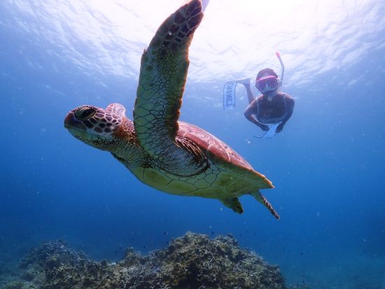 幻の島上陸＆石西礁湖シュノーケリング体験 短時間で効率よく石垣島の魅力を満喫！SNS映え間違いなしの撮影データ無料プレゼントも♪＜約3時間／送迎付／石垣島＞
