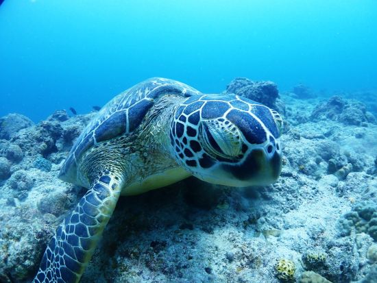 【石垣島】マリンアクティビティお任せプラン ベテランガイドがその日にピッタリのスポットへご案内！写真データ無料プレゼント♪＜1日／送迎付／昼食付プランあり＞