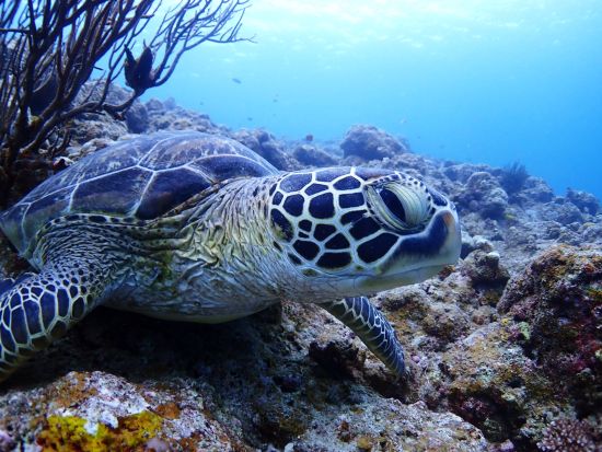 ウミガメシュノーケリング体験 高確率で遭遇！ウミガメと撮った写真は全て無料プレゼント♪忘れられない思い出を＜半日／送迎付／石垣島＞