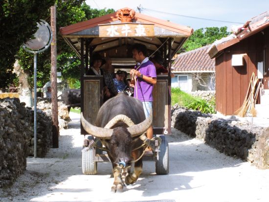 ウミガメシュノーケル & 幻の島上陸 & 竹富島フリー観光1日ツアー 八重山の魅力をギュッと詰め込んだ大満足プラン！＜お迎え付／石垣島発＞
