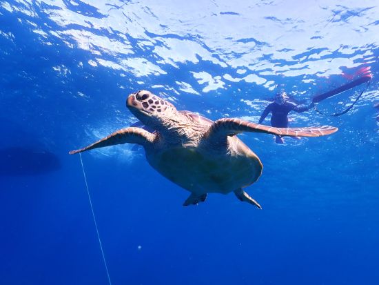 ウミガメシュノーケル & 幻の島上陸 & 竹富島フリー観光1日ツアー 八重山の魅力をギュッと詰め込んだ大満足プラン！＜お迎え付／石垣島発＞