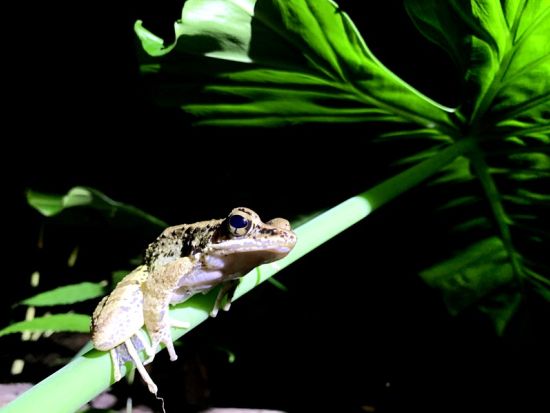 E-bike徳之島ナイトアドベンチャーツアー　徳之島生まれ徳之島育ちの”トクノシマン”福本ガイドがご案内！＜1～3名＞ by 結や​-MUSUBIYA-
