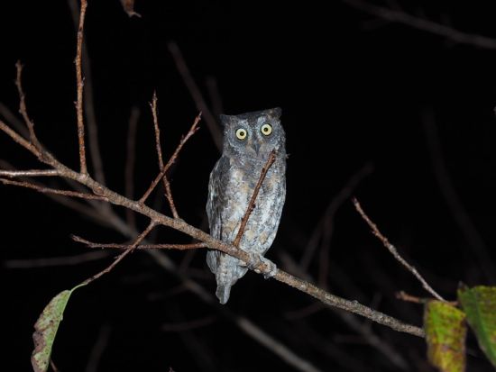 E-bike徳之島ナイトアドベンチャーツアー　徳之島生まれ徳之島育ちの”トクノシマン”福本ガイドがご案内！＜1～3名＞ by 結や​-MUSUBIYA-