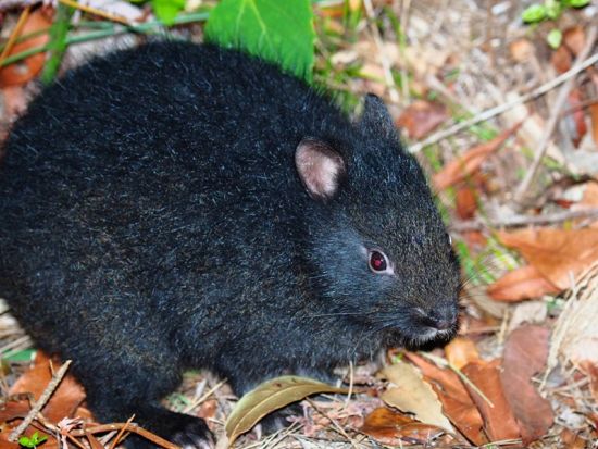 E-bike徳之島ナイトアドベンチャーツアー　徳之島生まれ徳之島育ちの”トクノシマン”福本ガイドがご案内！＜1～3名＞ by 結や​-MUSUBIYA-