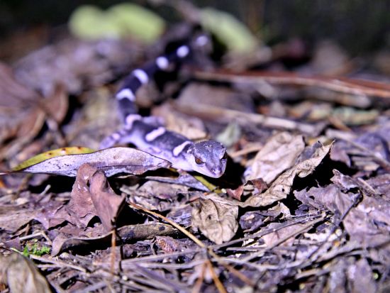 E-bike徳之島ナイトアドベンチャーツアー　徳之島生まれ徳之島育ちの”トクノシマン”福本ガイドがご案内！＜1～3名＞ by 結や​-MUSUBIYA-