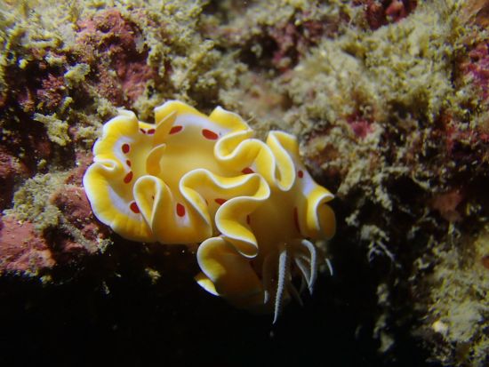 マンツーマン体験ダイビング のんびりビーチから自分のペースでダイビング♪大人気のスポット「青の洞窟」か「砂辺」で開催＜3時間／12歳～54歳／北谷発＞