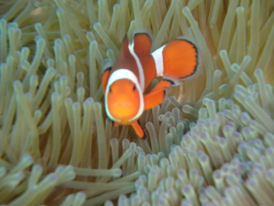 マンツーマン体験ダイビング のんびりビーチから自分のペースでダイビング♪大人気のスポット「青の洞窟」か「砂辺」で開催＜3時間／12歳～54歳／北谷発＞