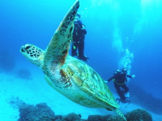 1月～3月はホエールウォッチング付！慶良間1日ボート体験ダイビング＆シュノーケリングで海遊び満喫♪＜水中写真＋FHD動画サービス／那覇市内送迎＞