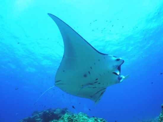 1月～3月はホエールウォッチング付！慶良間ウミガメ観察体験ダイビング＋シュノーケリング ウミガメが見れるまで3ダイブ保証♪＜／那覇市内送迎／沖縄本島＞