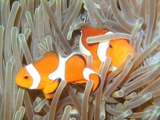 1月～3月はホエールウォッチング付！慶良間ウミガメ観察体験ダイビング＋シュノーケリング ウミガメが見れるまで3ダイブ保証♪＜／那覇市内送迎／沖縄本島＞