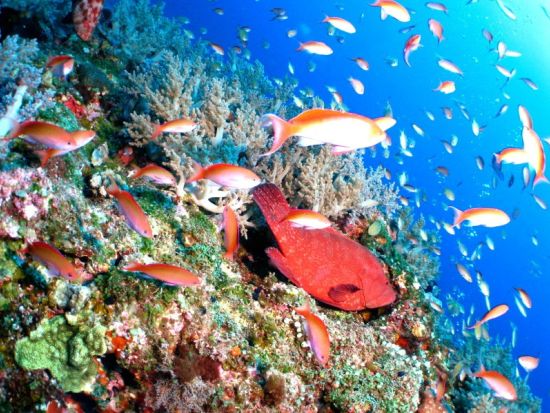 慶良間ボートファンダイビング 2ダイブで沖縄の海を満喫♪＜水中カメラ無料レンタル／那覇市内送迎／沖縄本島＞