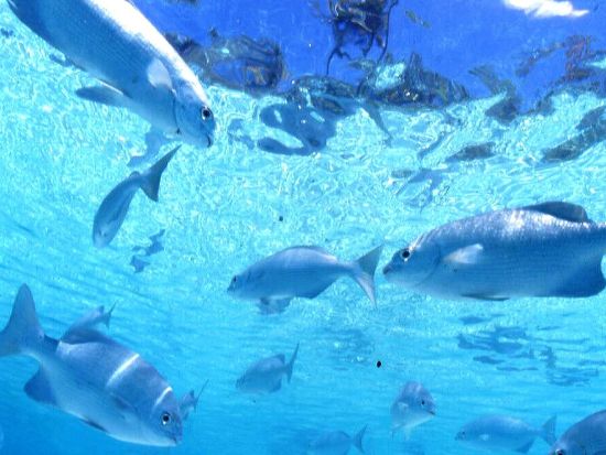 1月～3月はホエールウォッチング付！慶良間ボートシュノーケリング  3歳から参加◎！バスタオル貸出などサービス充実＜水中写真サービス付／那覇市内送迎／沖縄本島＞