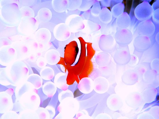 1月～3月はホエールウォッチング付！慶良間ボートシュノーケリング  3歳から参加◎！バスタオル貸出などサービス充実＜水中写真サービス付／那覇市内送迎／沖縄本島＞