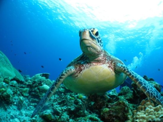 1月～3月はホエールウォッチング付！慶良間ウミガメ観察体験ダイビング＋シュノーケリング ウミガメが見れるまで3ダイブ保証♪＜／那覇市内送迎／沖縄本島＞