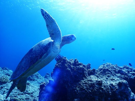 ウミガメシュノーケル & 幻の島半日ツアー 高い遭遇率のポイントでウミガメに出会えるかも！お手軽に八重山の魅力をたっぷり体験＜約3時間半／送迎付／石垣島発＞