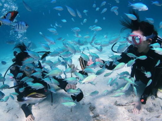 半日体験ダイビング & ランチビュッフェ付きツアー 八重山の美しい海の世界を堪能！島の食材を使ったランチで大満足コース＜約3時間半／お迎え付／昼食付／石垣島発＞