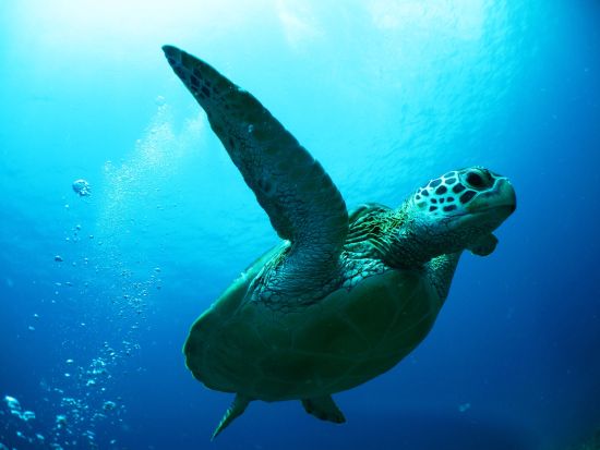 半日シュノーケリング&ランチビュッフェ付きツアー 透明度抜群の海で様々な生き物と冒険！海の見えるCafeで贅沢ランチも＜約3時間半／お迎え付／昼食付／石垣島発＞