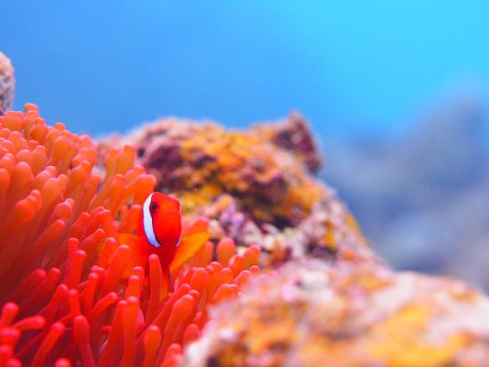 サンゴシュノーケリング半日ツアー 3歳から参加OK ご家族大歓迎！綺麗なサンゴとカラフルな熱帯魚に会えるお気軽コース＜約3時間／送迎付／石垣島発＞