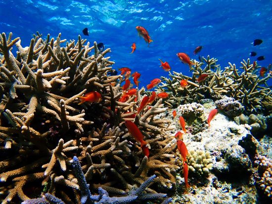 サンゴシュノーケリング半日ツアー 3歳から参加OK ご家族大歓迎！綺麗なサンゴとカラフルな熱帯魚に会えるお気軽コース＜約3時間／送迎付／石垣島発＞