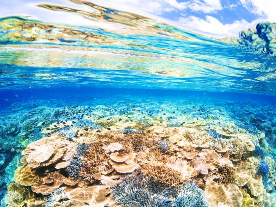 サンゴシュノーケリング半日ツアー 3歳から参加OK ご家族大歓迎！綺麗なサンゴとカラフルな熱帯魚に会えるお気軽コース＜約3時間／送迎付／石垣島発＞