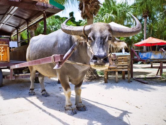 シュノーケリング&竹富島フリープラン ロケーション抜群の海で様々な生き物と触れ合おう！自由に竹富島を満喫◎＜お迎え付／石垣島発＞