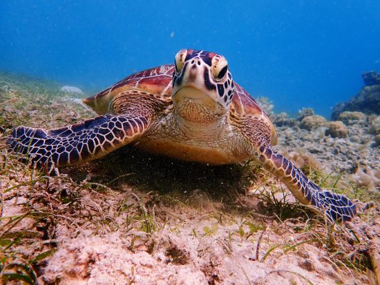 体験ダイビング&竹富島フリープラン 帰りの高速船チケット付きで竹富島を自由に観光！魅力が詰まったお得な大満足プラン＜お迎え付／石垣島発＞
