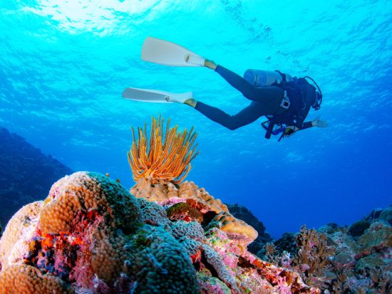 半日体験ダイビング & ランチビュッフェ付きツアー 八重山の美しい海の世界を堪能！島の食材を使ったランチで大満足コース＜約3時間半／お迎え付／昼食付／石垣島発＞