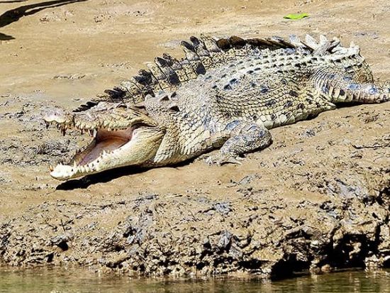 デインツリー1泊2日ツアー　デインツリー川クルーズ＋モスマン渓谷＋ジップライン＋グレートバリアリーフでのシュノーケリング＜ケアンズ発＞