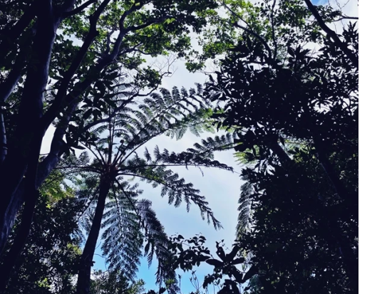 奄美群島公認ガイド tomoさんと行く！奄美南部・森を感じるパワースポット トレッキングツアー ＜3時間／瀬戸内町＞ by ナチュラルヒーリング奄美