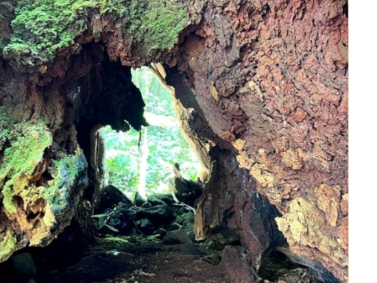 奄美群島公認ガイド tomoさんと行く！奄美南部・森を感じるパワースポット トレッキングツアー ＜3時間／瀬戸内町＞ by ナチュラルヒーリング奄美