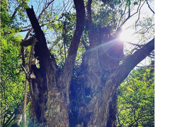 奄美群島公認ガイド tomoさんと行く！奄美南部・森を感じるパワースポット トレッキングツアー ＜3時間／瀬戸内町＞ by ナチュラルヒーリング奄美