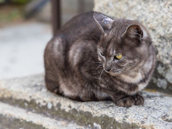 貸切観光タクシー 短時間で尾道を巡る 千光寺＋恋人の聖地＋招き猫美術館＜1時間30分／1-9名／尾道発着＞4名参加で1名3,105円～ by 大平交通