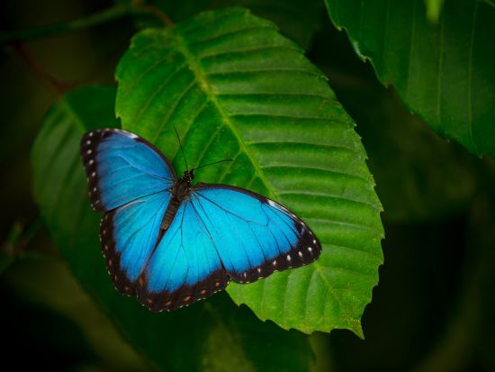 マヌエルアントニオ国立公園2泊3日ツアー＜混載／英語ガイド／ホテル込／朝食付／サンホセ発＞
