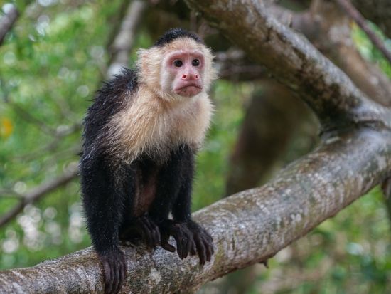 マヌエルアントニオ国立公園2泊3日ツアー＜混載／英語ガイド／ホテル込／朝食付／サンホセ発＞