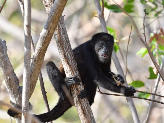 マヌエルアントニオ国立公園2泊3日ツアー＜混載／英語ガイド／ホテル込／朝食付／サンホセ発＞