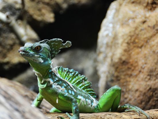 マヌエルアントニオ国立公園2泊3日ツアー＜混載／英語ガイド／ホテル込／朝食付／サンホセ発＞