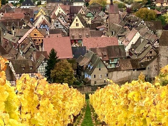 hugel_vineyard_2