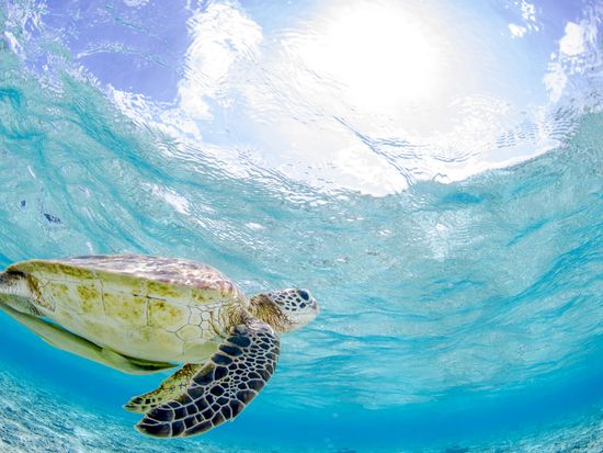 Sea turtle_shutterstock_183614996