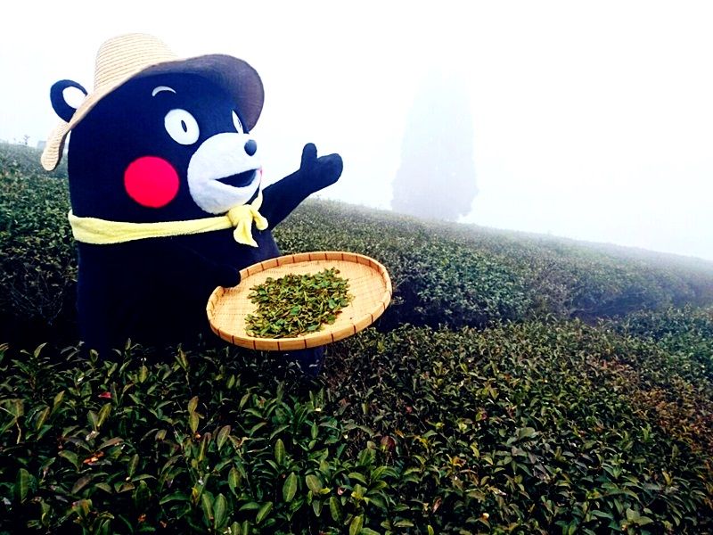 くまモンFARM（くまモンファーム）認定体験】手もみで和紅茶作り体験