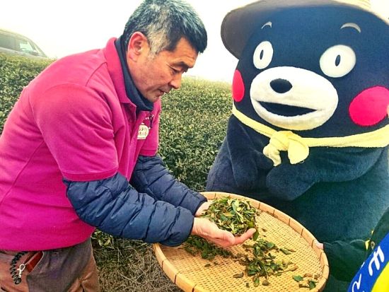 【くまモンFARM（くまモンファーム）認定体験】手もみで和紅茶作り体験＜約1時間／水俣市＞by KASSE JAPAN