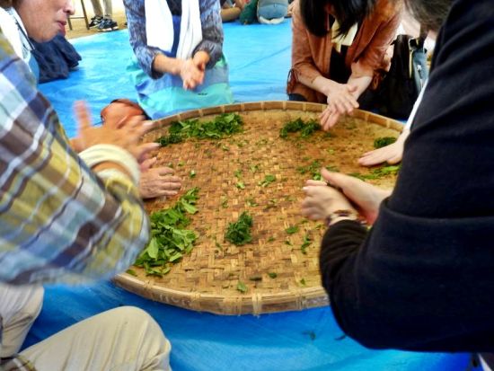 【くまモンFARM（くまモンファーム）認定体験】手もみで和紅茶作り体験＜約1時間／水俣市＞by KASSE JAPAN