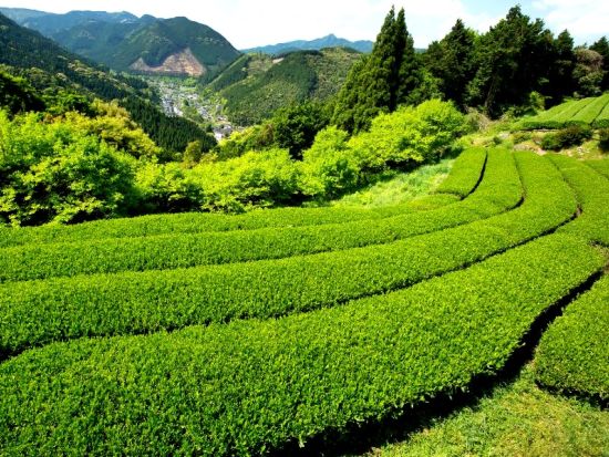 【くまモンFARM（くまモンファーム）認定体験】手もみで和紅茶作り体験＜約1時間／水俣市＞by KASSE JAPAN